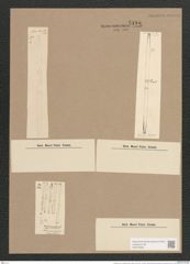 Synedra ulna var. aequalis (Kuetz.) Rabh. (de-Toni-Nr.: Genus 66, Species 2584) Zeichnungen Sammlung Grunow Nr. 5195 (NHMW-BOT-W0373556)